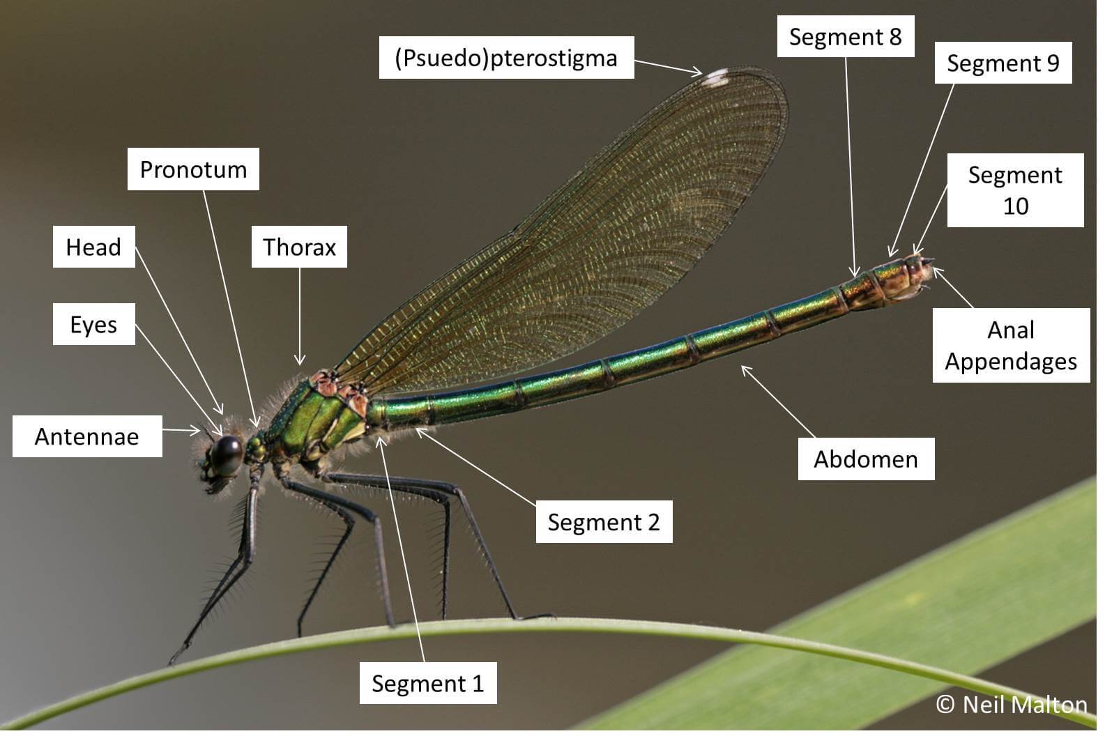 Dragonfly diagram photo