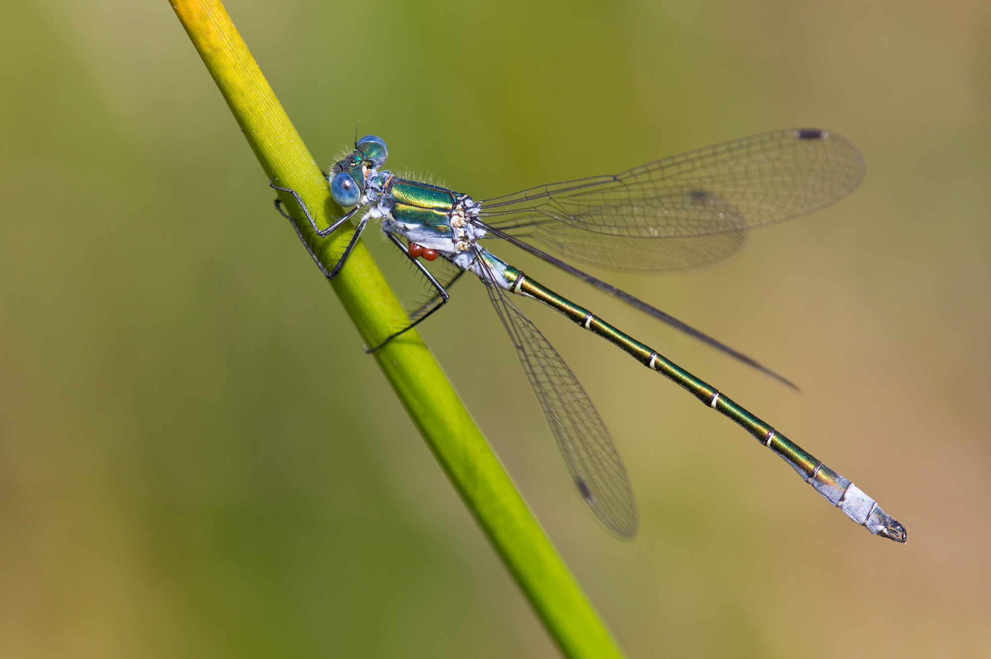 Scarce Emerald Damselfly Photo