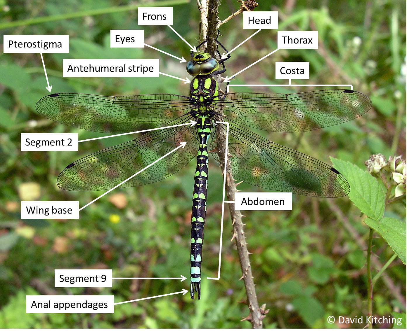 Dragonfly diagram photo