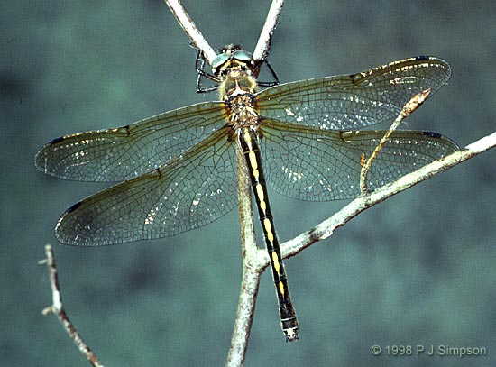 Male Orange-spotted Emerald Photo